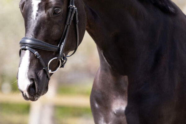 Lucky Bridle