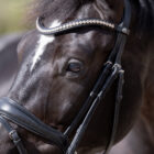 Lucky noseband