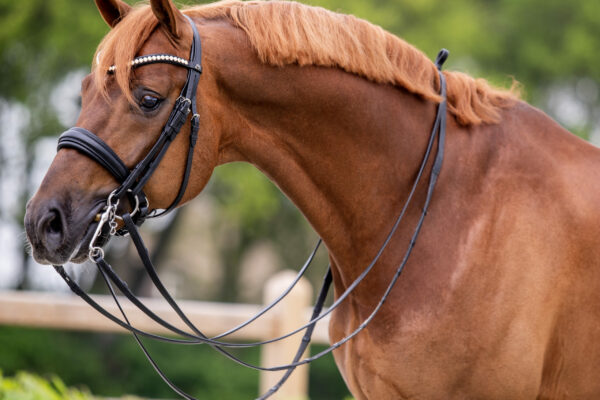 Stallion with Elegant bridle