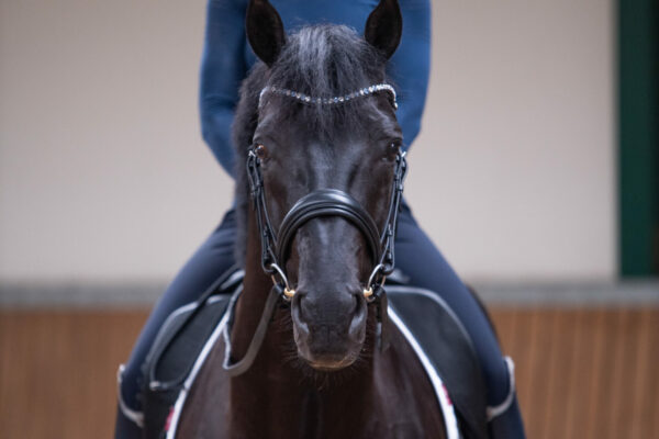 Elegant double bridle